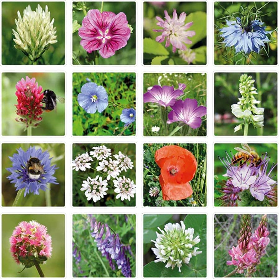 Buzzy Seeds Grow Gifts - Small Dear Teacher Seed Bomb Box | Wildflower Balls | Gift