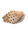 Conch Hair Clip